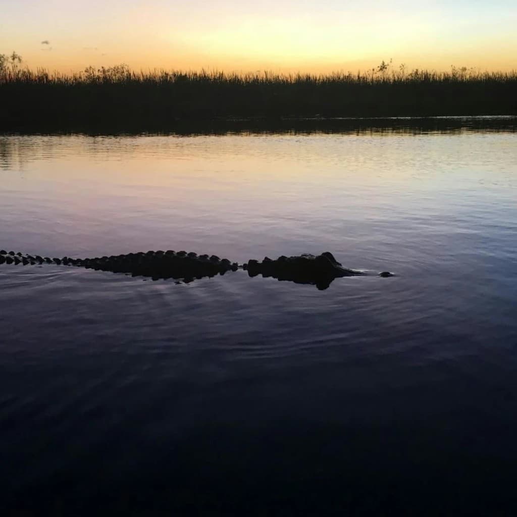 Miami: Everglades Holiday Park Guided Airboat Night Ride