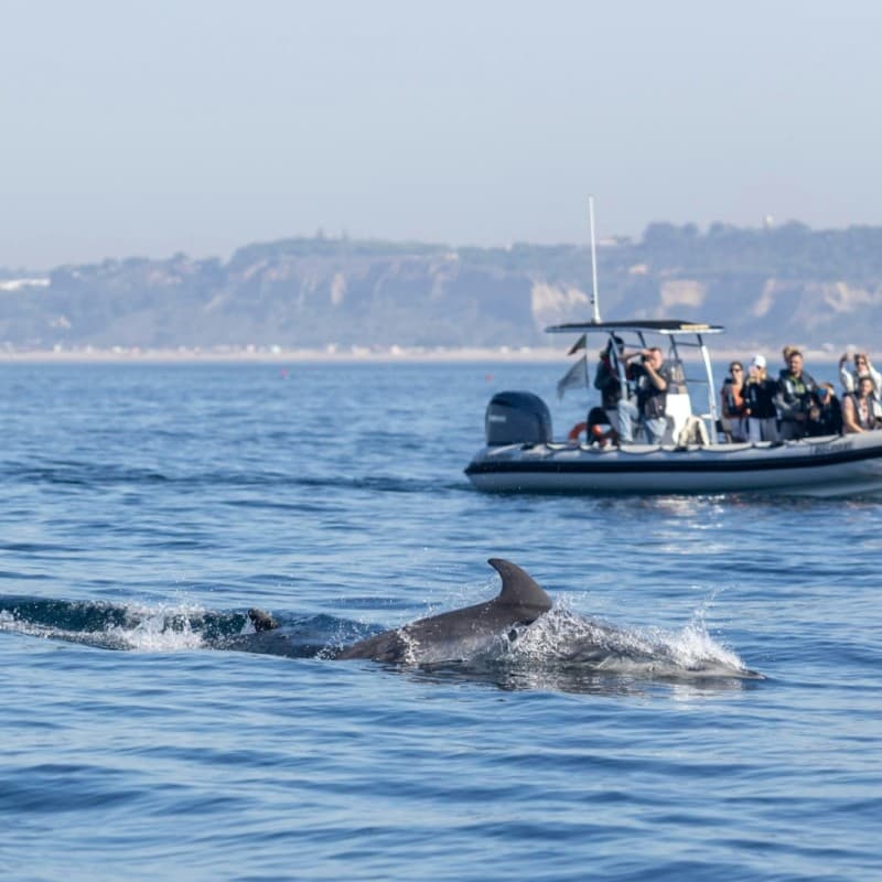 Dolphin Watching Tours