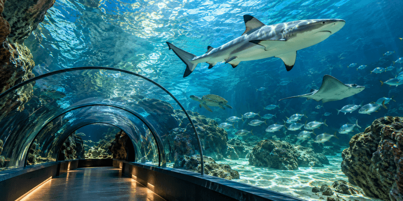 SEA LIFE Porto