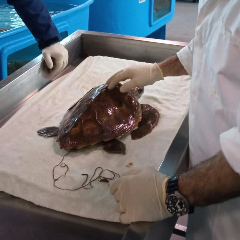 Turtle Point