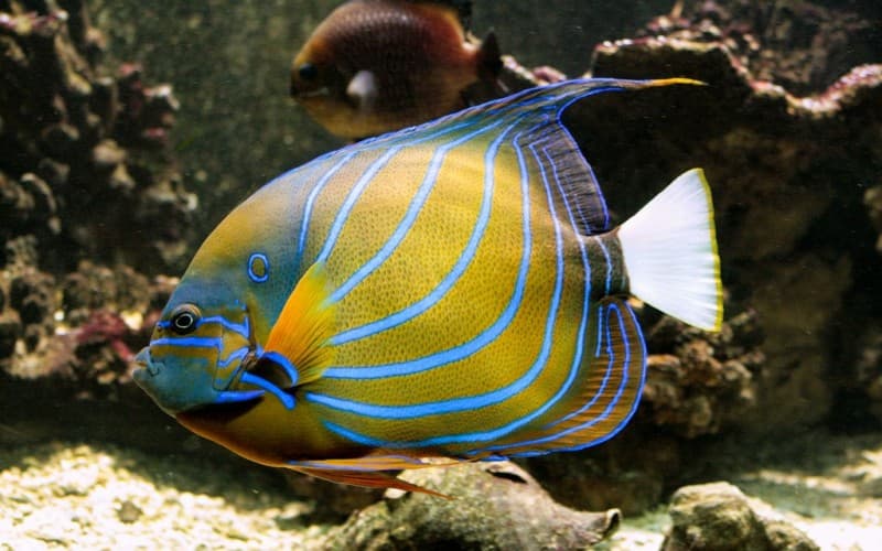 Vasco da Gama Aquarium