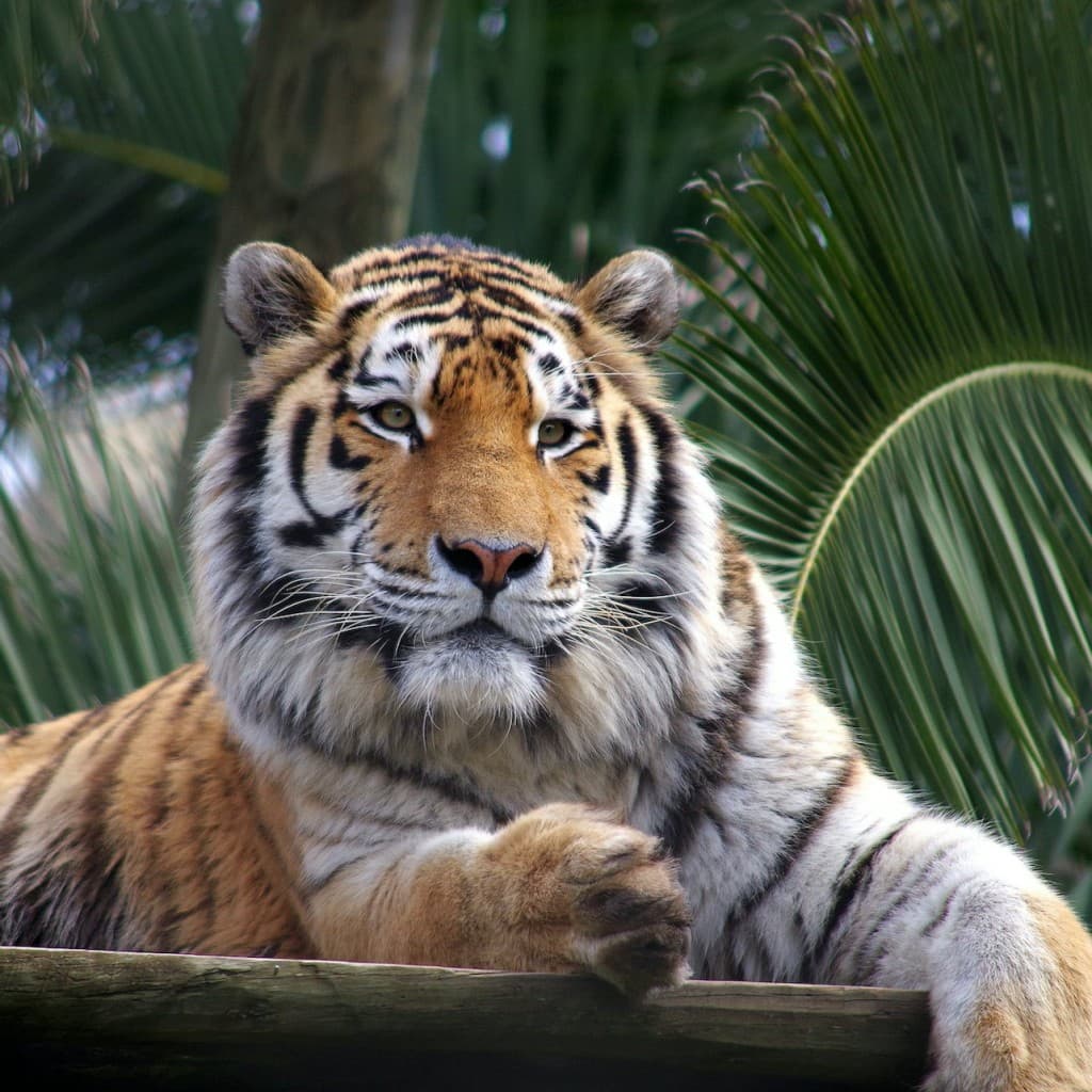 Lisbon Zoo: Fast Track Ticket