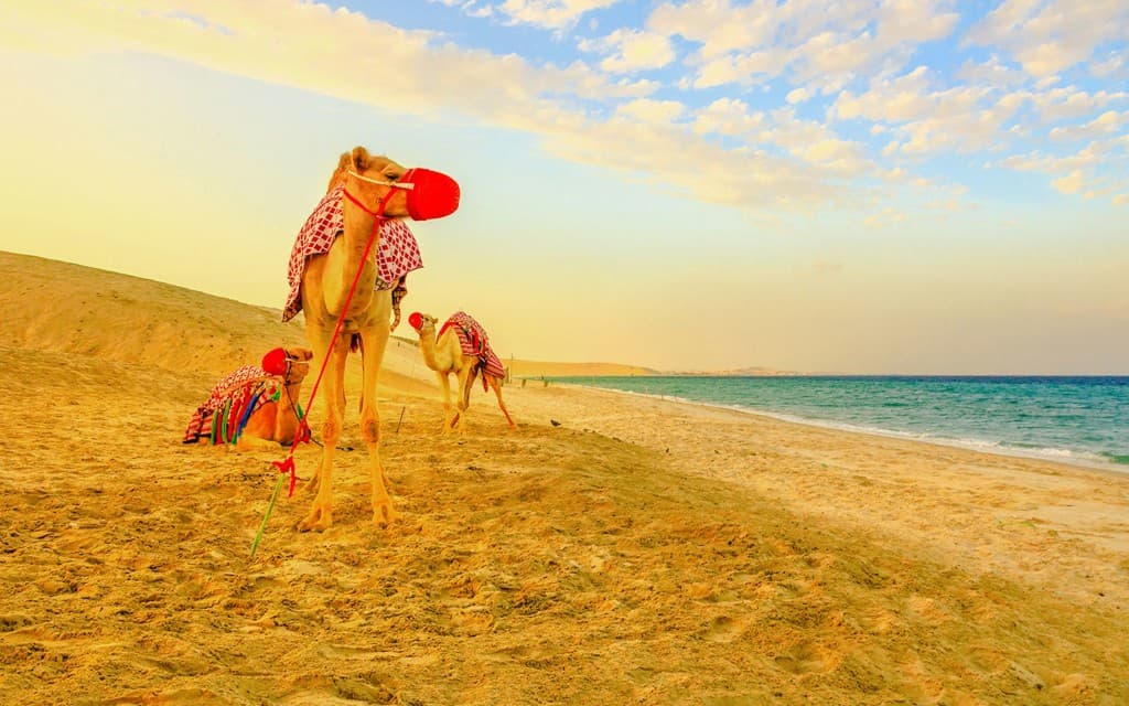 Premium Doha Desert Safari with Dune Bashing, Sandboarding, Camel Ride, Quad Biking & Inland Sea (All Inclusive Half Day Desert Safari (Meeting Point) )